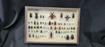 Restored collection of Palearctic beetles Mrs. R. COUPILLE, Verzamelen, Dierenverzamelingen, Nieuw